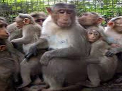 For arranging rehabilitation for the group of monkeys