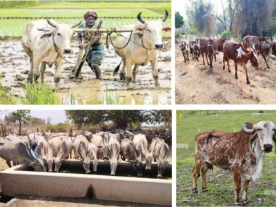 Old cows and old bulls in last stage for rehabilitation