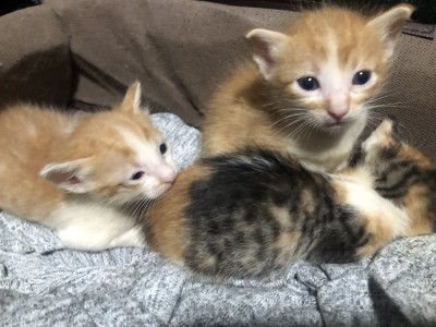 Need funds for rescued kittens